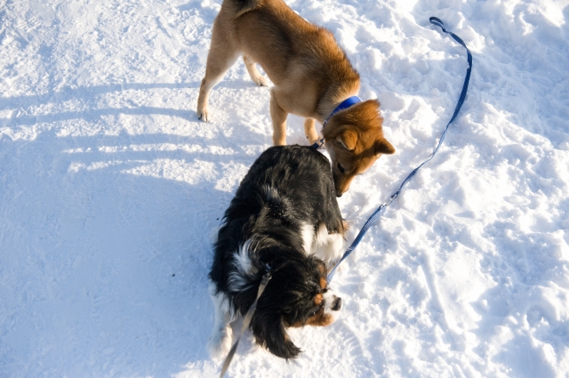 雪にダイブ・・_c0051132_20382167.jpg