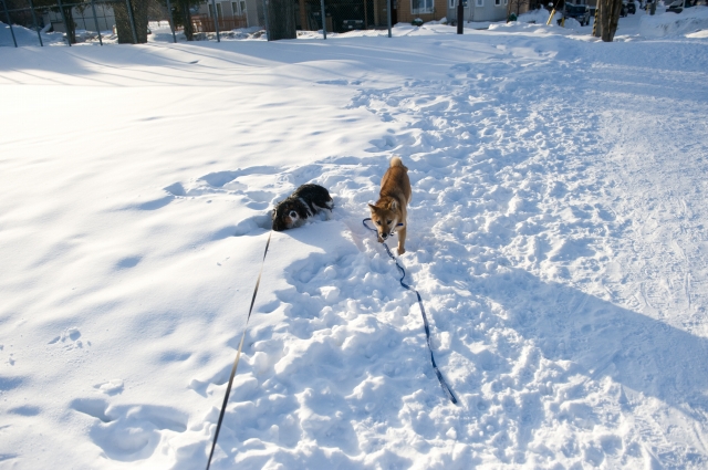 雪にダイブ・・_c0051132_20384629.jpg
