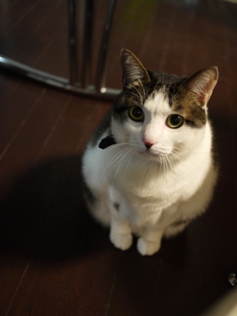 猫のお友だち ひめちゃんシナモンちゃんプーちゃんとのくん編。_a0143140_2332337.jpg