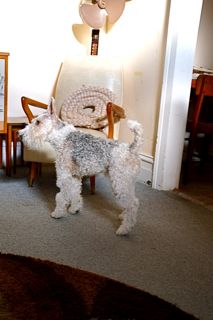 生クリームが余ったらチョコマフィン 犬とご飯と雑貨 生クリームが余ったらチョコマフィン 犬とご飯と雑貨