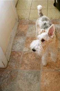 生クリームが余ったらチョコマフィン 犬とご飯と雑貨 生クリームが余ったらチョコマフィン 犬とご飯と雑貨