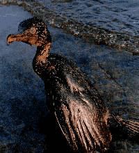 b0221143_18301981.gif
