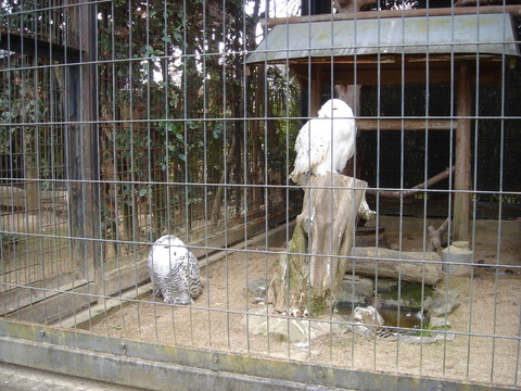 冬の動物園の絶景？観覧車_e0233845_10342073.jpg