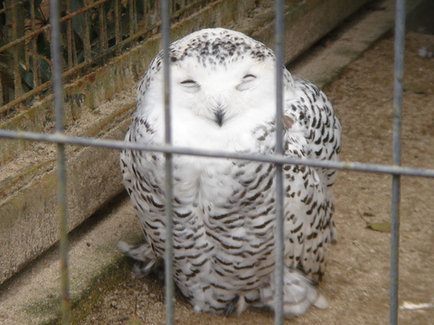 冬の動物園の絶景？観覧車_e0233845_10352371.jpg