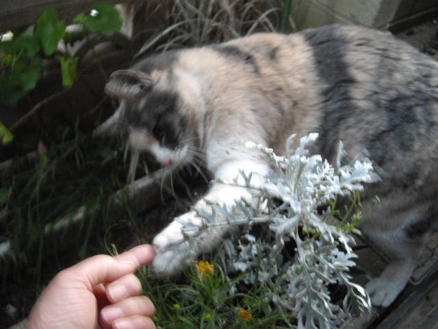 d0116059_21424464.jpg