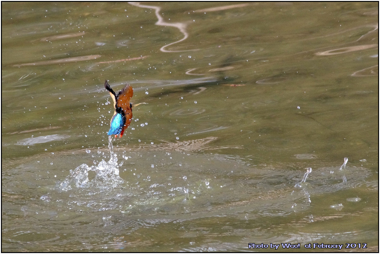 公園のカワセミ　－１３_c0198669_22224575.jpg