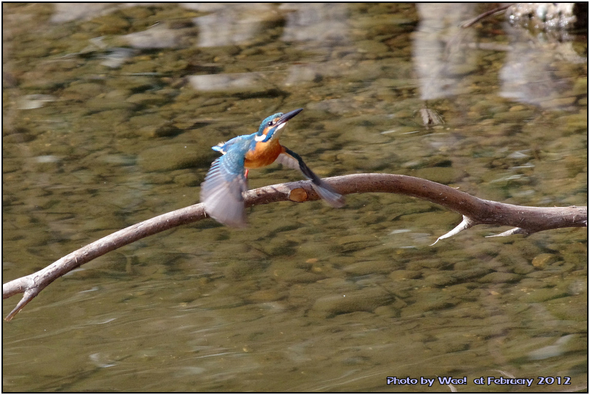 公園のカワセミ　－１３_c0198669_22231848.jpg