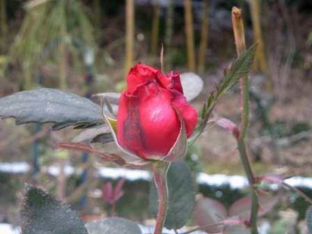 f0141785_23252687.jpg