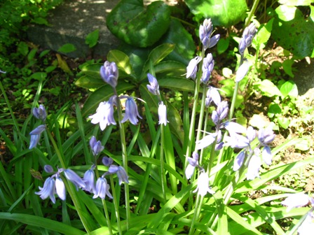 庭の草花 庭にあった草花 春 陽のあたる場所 庭の草花 庭にあった草花 春 陽のあたる場所