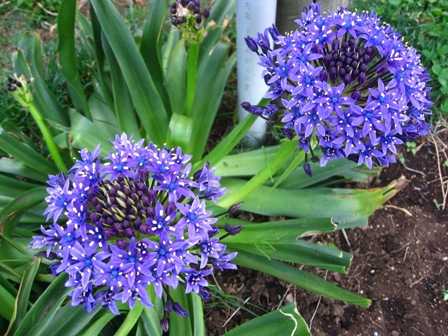 庭の草花 庭にあった草花 春 陽のあたる場所