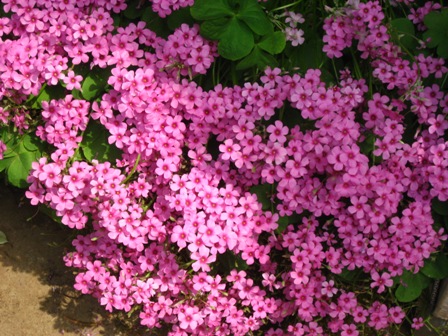 庭の草花 庭にあった草花 春 陽のあたる場所