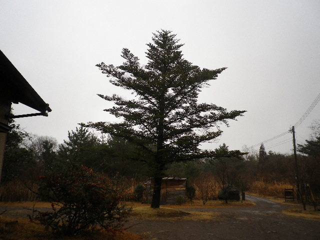 雨が降って雪が融けました_e0179508_131961.jpg