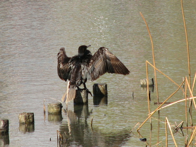 （２）隼人池に来るカワウ_b0221219_16565195.jpg