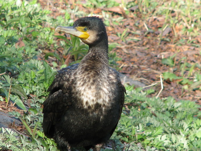 （２）隼人池に来るカワウ_b0221219_16594540.jpg