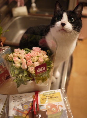 チョコレートの日猫 空編。_a0143140_21262235.jpg