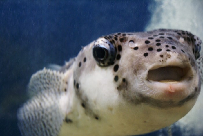 水族館の動物たち_f0119643_19564417.jpg