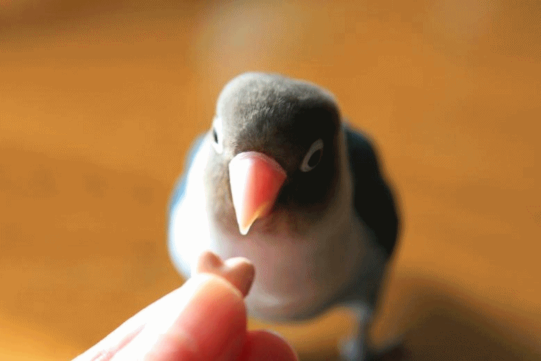 c0145250_17553637.gif