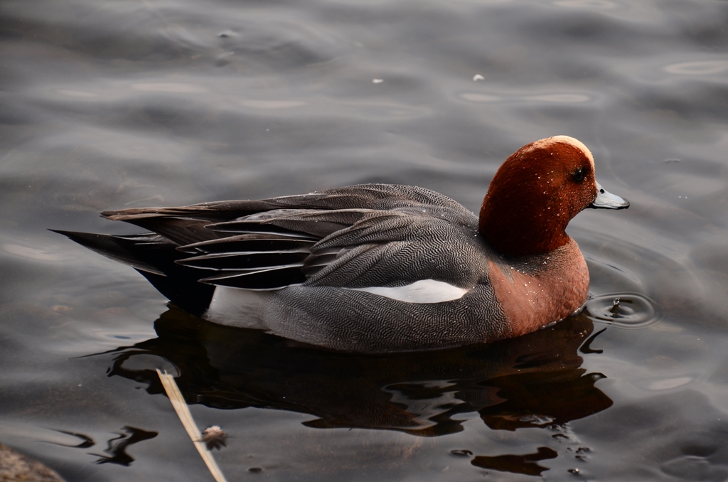 ducks(諏訪湖・鴨）_e0223456_8563421.jpg