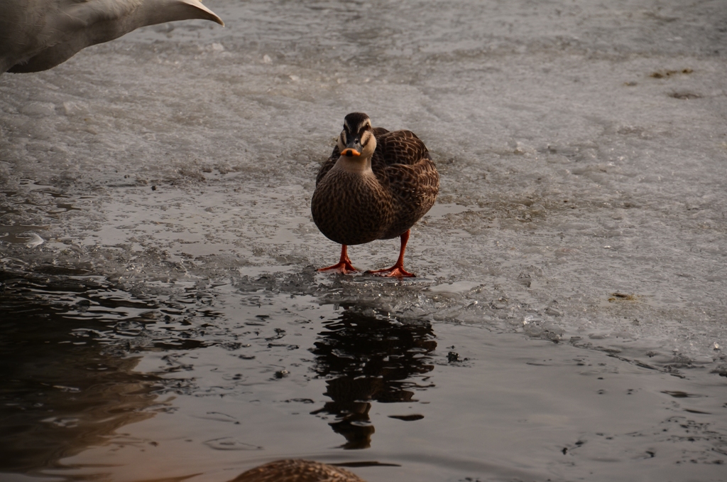 ducks(諏訪湖・鴨）_e0223456_8582168.jpg