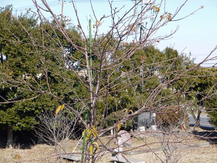 野口初太郎翁頌徳碑前の水仙開花、「夫婦桜」に蕾が二つ_c0014967_1551438.jpg