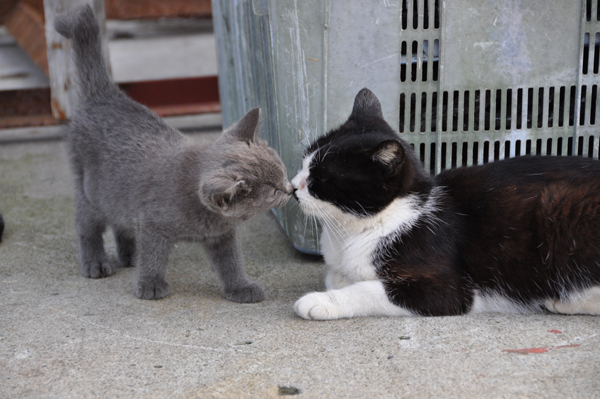 震災後の田代島の猫写真_e0171573_2336117.jpg