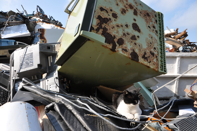 震災後の田代島の猫写真_e0171573_23363188.jpg