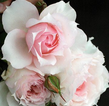 b0224889_9484248.jpg