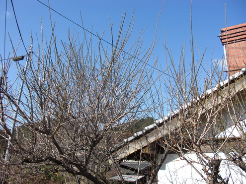 蛾_e0216090_136441.jpg