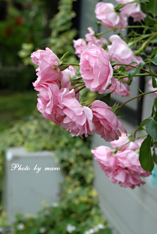 薔薇 パレードの誘引 と シーズン中のポンポネッラの花ガラ摘み 麻呂犬写真館 Mamiphon 薔薇 パレードの誘引 と シーズン中のポンポネッラの花ガラ摘み 麻呂犬写真館 Mamiphon