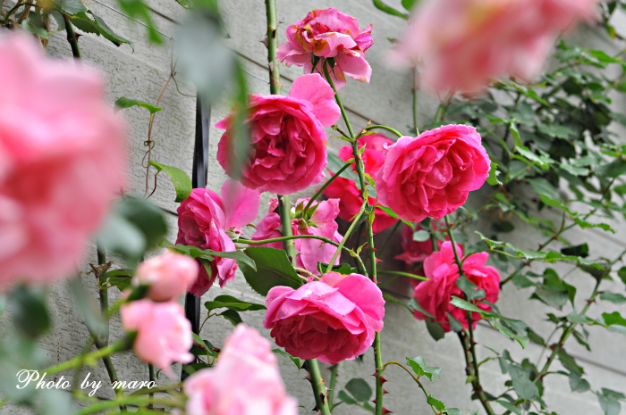 薔薇 パレードの誘引 と シーズン中のポンポネッラの花ガラ摘み 麻呂犬写真館 Mamiphon 薔薇 パレードの誘引 と シーズン中のポンポネッラの花ガラ摘み 麻呂犬写真館 Mamiphon