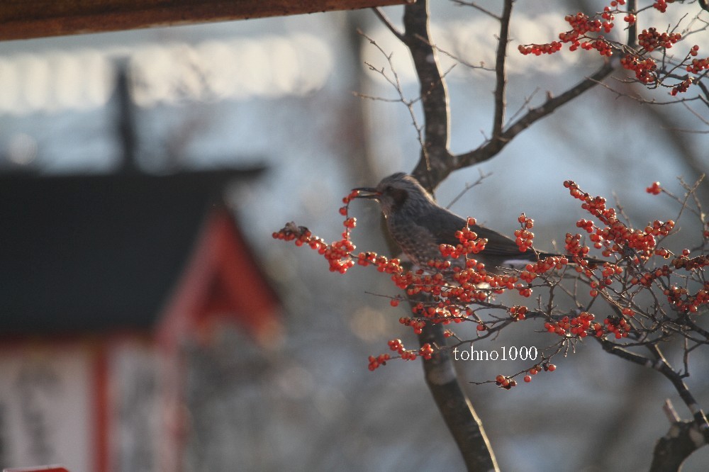 ノギハの鳥っこ達_d0109319_74450.jpg