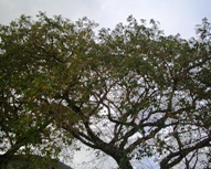 健康長寿法(ヤップ式)_a0043520_11171947.jpg