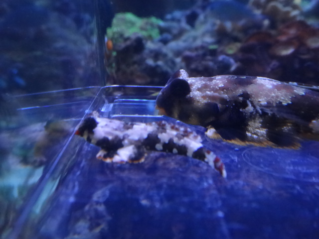 120215 海水魚・水草・淡水魚_f0189122_13112089.jpg