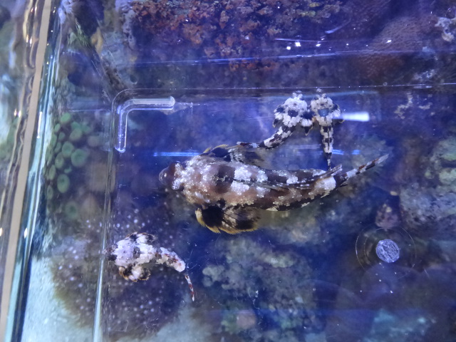120215 海水魚・水草・淡水魚_f0189122_1311501.jpg