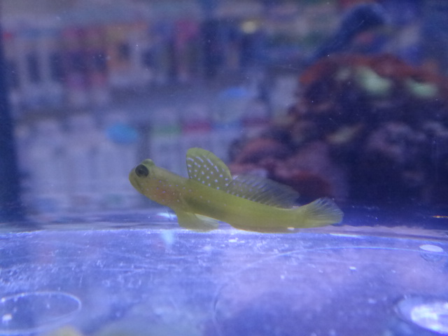 120215 海水魚・水草・淡水魚_f0189122_131346.jpg
