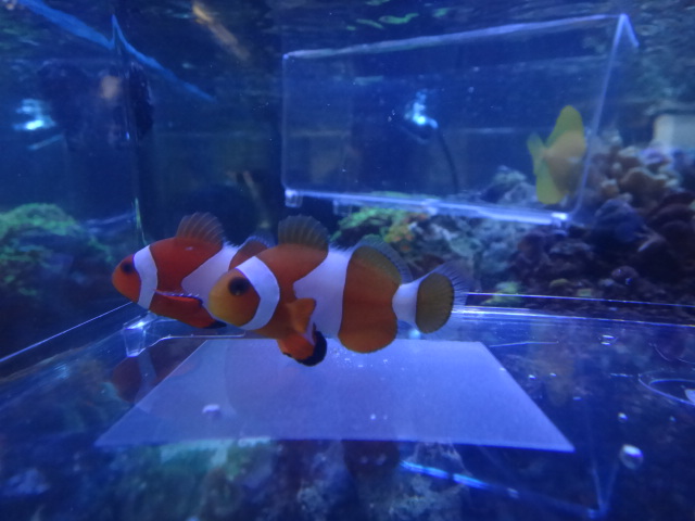 120215 海水魚・水草・淡水魚_f0189122_138323.jpg
