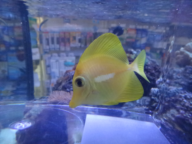 120215 海水魚・水草・淡水魚_f0189122_1394426.jpg