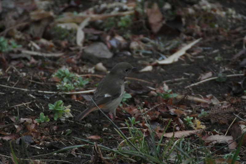 今日もNikon１ Ｖ１＋TAMRON ＳＰ７０-３００ＤｉVC_f0171028_20435252.jpg