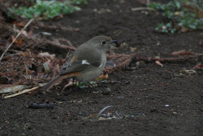 今日もNikon１ Ｖ１＋TAMRON ＳＰ７０-３００ＤｉVC_f0171028_20445226.jpg