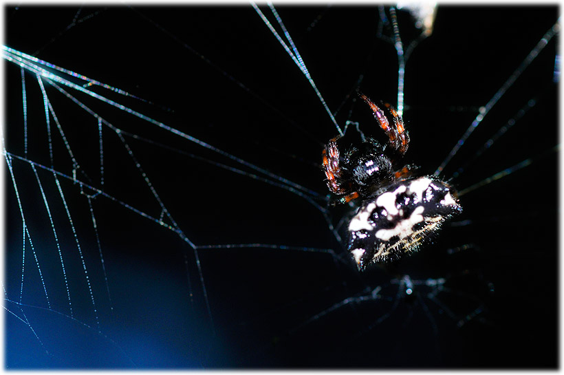 Wake up♯309 Spiders Maniax トゲグモ 2011_e0065734_23365428.jpg