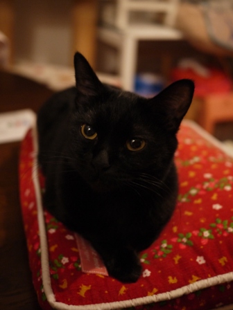 にゃぜ猫 ろった編。_a0143140_22401353.jpg