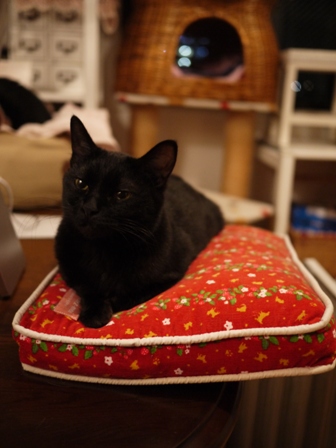 にゃぜ猫 ろった編。_a0143140_22421242.jpg