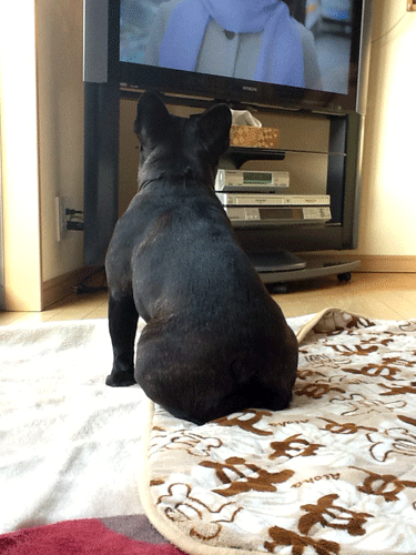 e0192548_11162293.gif