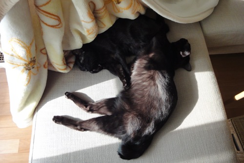 にゃんこあるある_f0054859_10253820.jpg