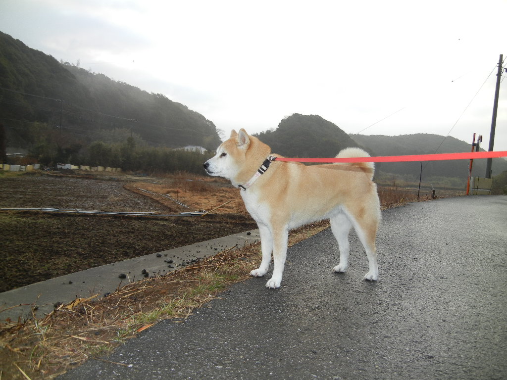 2012年2月15日(水)勝浦ひな祭りは嬉しいなのよ~!_f0060461_14281398.jpg