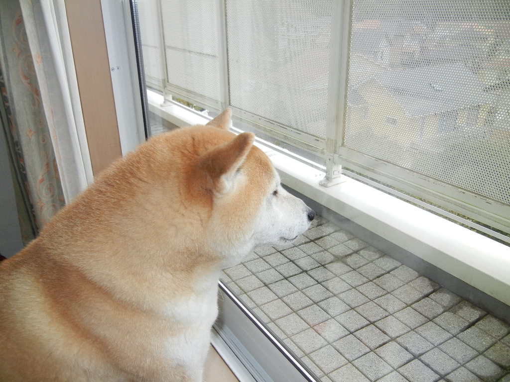 2012年2月15日(水)勝浦ひな祭りは嬉しいなのよ~!_f0060461_1551141.jpg