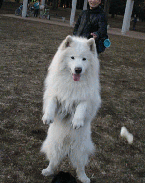 c0161772_22264530.gif