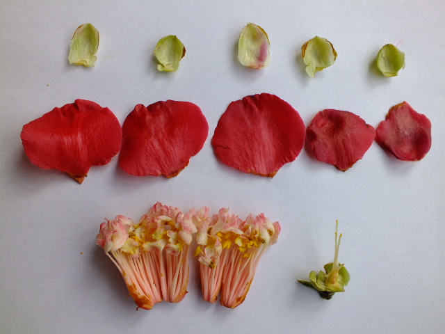 オシベが花弁化したツバキの園芸品種 のん木草 みどり見て歩き