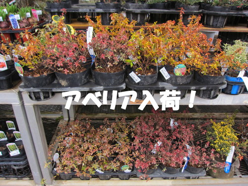 アベリア 各種 入荷 あゆみ野農協安行園芸センター_b0200291_19515953.jpg