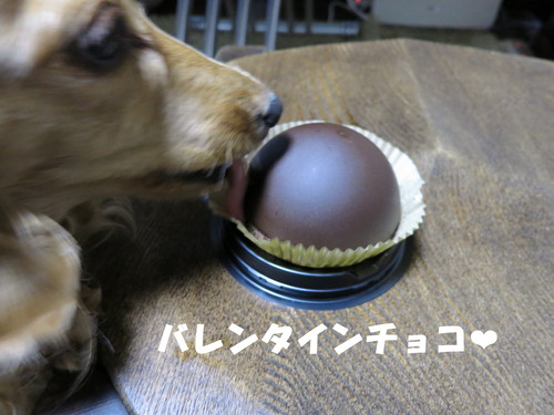 アベリア 各種 入荷 あゆみ野農協安行園芸センター_b0200291_2003122.jpg